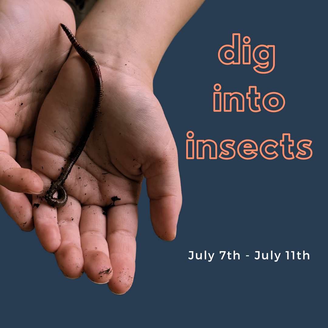 Week 04 - Dig Into Insects